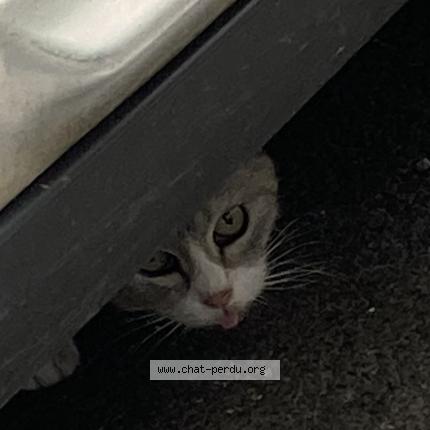 Photo 1/1 Found cat Found in Rochefort