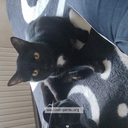 Photo 1/1 Lambok Chat lost in Tulle