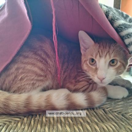 Photo 1/1 Chat-Mallow Chat lost in Salledes peroulades