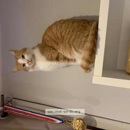 Photo 1/1 RON Chat lost in Santec