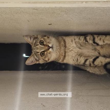 Photo 1/1 Bouchon Chat lost in Yvorne