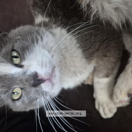 Photo 1/1 Found cat Found in Assigny