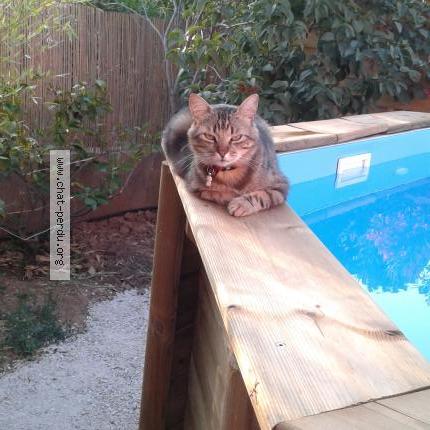 Photo 1/1 Mimy Chat lost in La moutonne