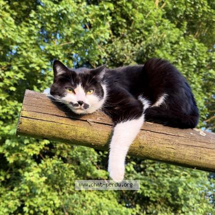 Photo 1/1 Dali Chat lost in Vaire