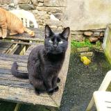 Picture of cat lost at Roussay