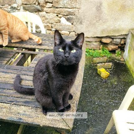 Photo 1/1 Salem Chat lost in Roussay