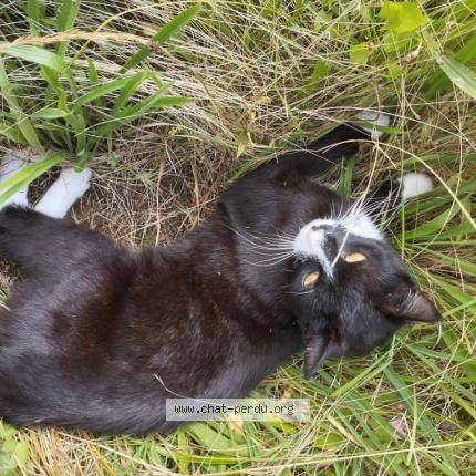 Photo 1/1 Soka Chat lost in Le monastier sur gazeille