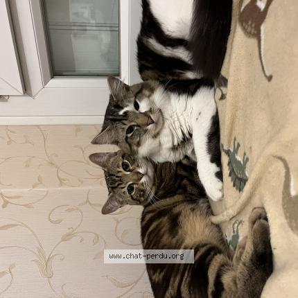 Photo 1/1 Borz Chat lost in Pau