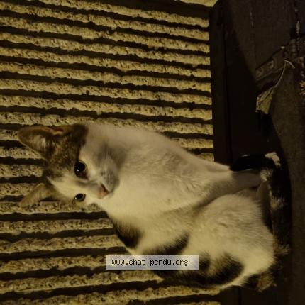 Photo 1/1 Found cat Found in Caluire