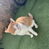 Picture of cat found at Cavignac