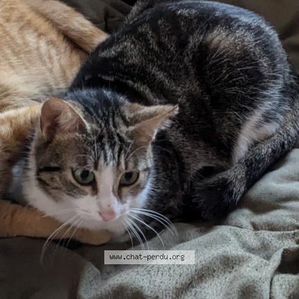 Photo 1/1 Plume Chat lost in Saint bardoux