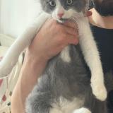 Picture of cat lost at Sainte Foy Les Lyon