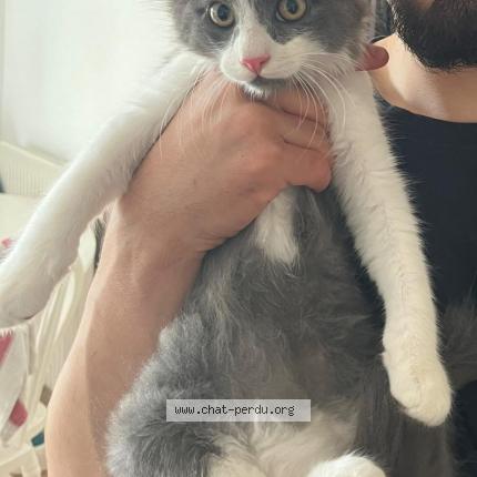 Photo 1/1 NIAKS Chat lost in Sainte foy les lyon