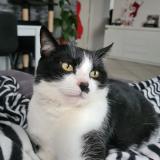 Picture of cat lost at Venissieux