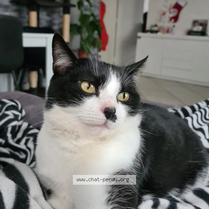 Photo 1/1 Mimi Chat lost in Venissieux