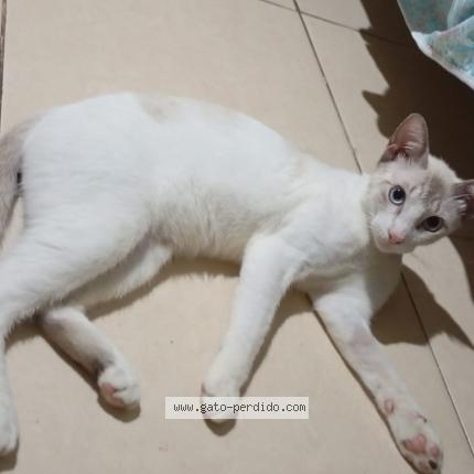 Photo 1/1 Karin Chat lost in Arraijan