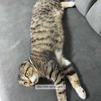 Photo 1/1 Layla Chat lost in Anderlecht