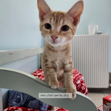 Photo 1/1 ROSA Chat lost in Mansle les fontaines