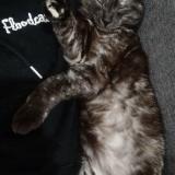 Picture of cat lost at Nimes