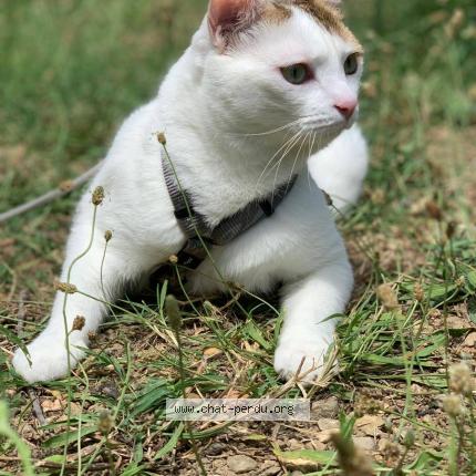 Photo 1/1 Kinai Chat lost in Figeac