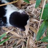 Picture of cat found at Saint Contest