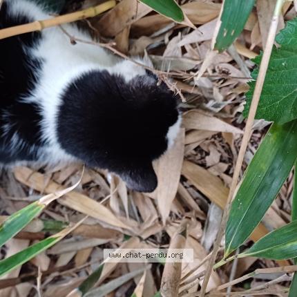 Photo 1/1 Found cat Found in Saint contest