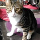 Picture of cat lost at Saint Germain Sur Moine