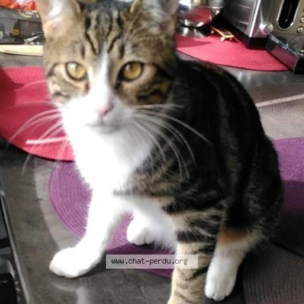 Photo 1/1 Charlie Chat lost in Saint germain sur moine