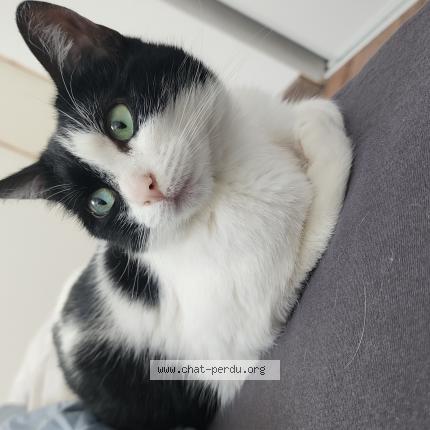 Photo 1/1 Tina Chat lost in Montlivault