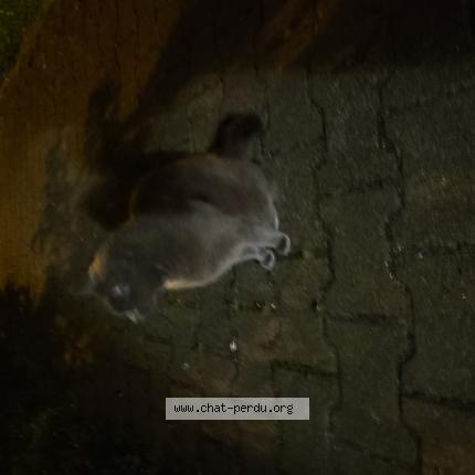 Photo 1/1 Found cat Found in Dax
