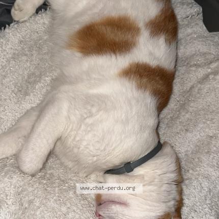 Photo 1/1 Sp&eacute;culos Chat lost in Dax