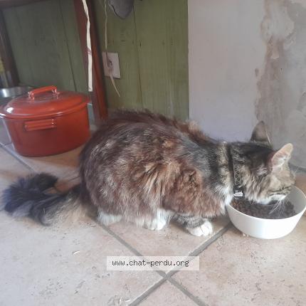 Photo 1/1 Found cat Found in Laval pradel