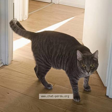 Photo 1/1 amélie taligot Chat lost in Merignac