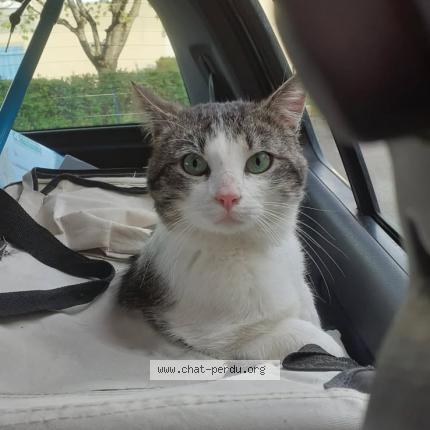 Photo 1/1 LOU Chat lost in Bar sur aube