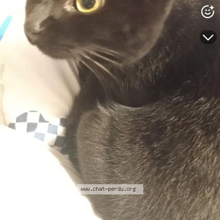 Photo 1/1 Yumi Chat lost in Le mesnil saint denis