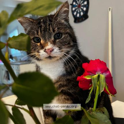 Photo 1/1 Loulou Chat lost in Tonnay charente