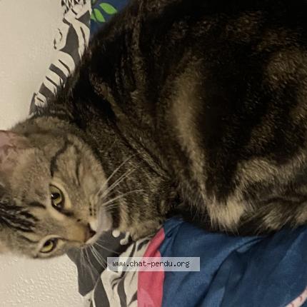 Photo 1/1 Zola Chat lost in St jean de la ruelle