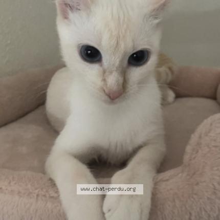 Photo 1/1 Chanel Chat lost in Merignac