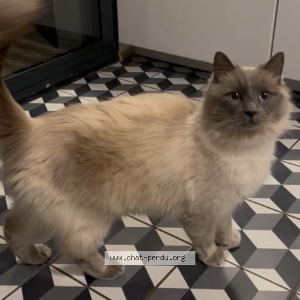 Photo 1/1 Umi Chat lost in Merignac