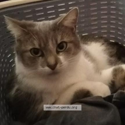 Photo 1/1 Grisette Chat lost in Villemeux sur eure