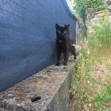 Picture of cat lost at Rive De Gier