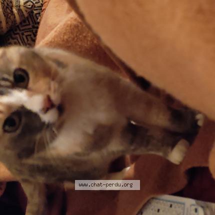 Photo 1/1 Pounette Chat lost in Veuzain sur loire