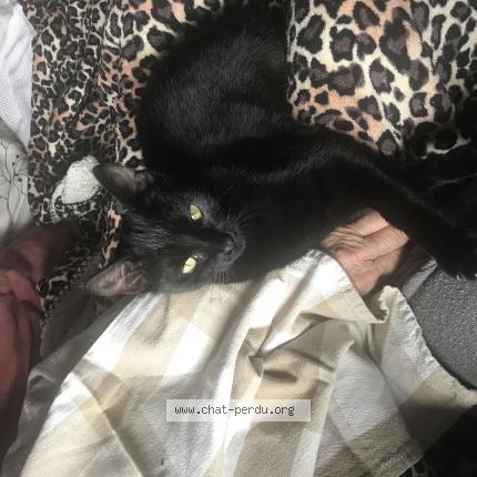 Photo 1/1 Sakou Chat lost in Eguilles