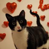 Picture of cat lost at Bourg En Bresse