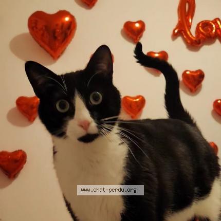 Photo 1/1 Belzé Chat lost in Bourg en bresse