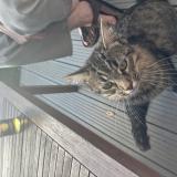 Picture of cat found at Vezin Le Coquet