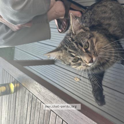 Photo 1/1 Found cat Found in Vezin le coquet