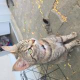 Picture of cat found at Valenciennes