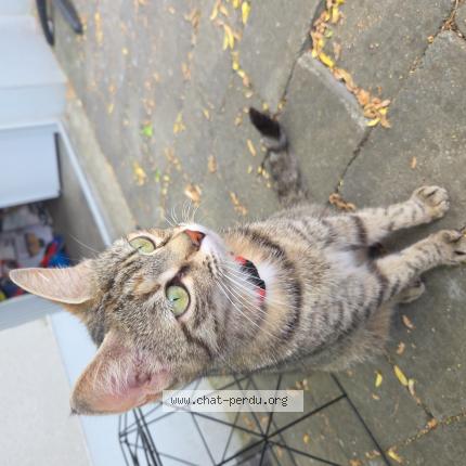 Photo 1/1 Found cat Found in Valenciennes