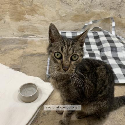 Photo 1/1 Found cat Found in Bordeaux